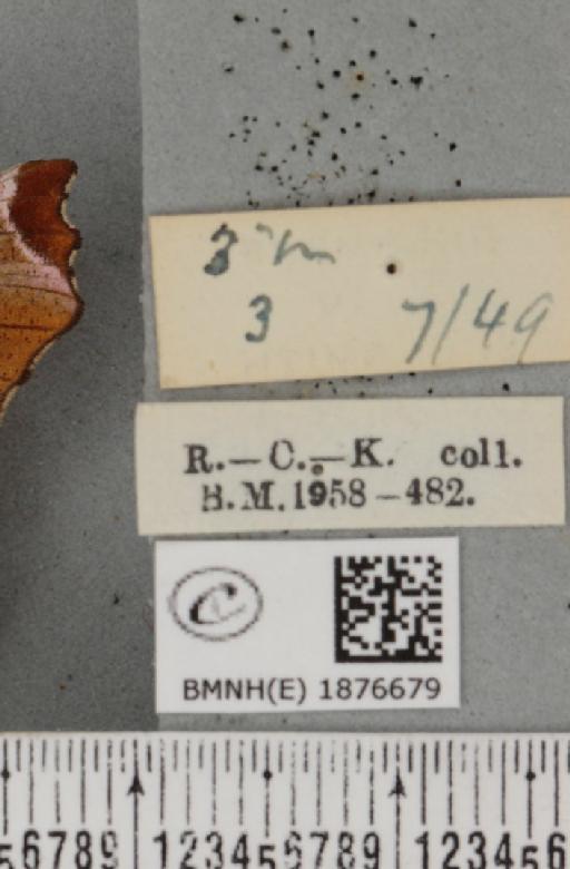 Selenia tetralunaria tetralunaria (Hufnagel, 1767) - BMNHE_1876679_a_label_448945