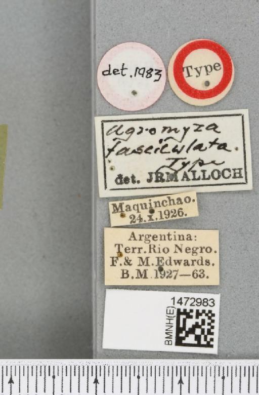 Ophiomyia fasciculata Malloch, 1934 - BMNHE_1472983_a_label_47367