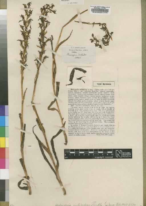 Habenaria humilior Rchb.f. - BM000033828