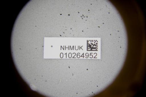 Temnosoma metallicum Smith, F., 1853 - Temnosoma_metallicum-NHMUK010264952-syntype-male-label_8