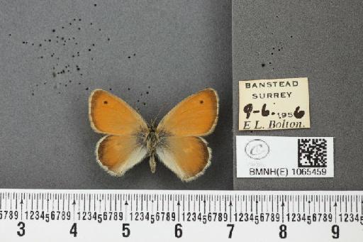 Coenonympha pamphilus ab. minor Agassiz, 1900 - BMNHE_1065459_26903