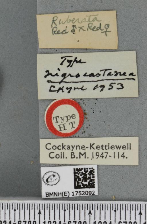 Hydriomena ruberata ab. nigrocastanea Cockayne, 1953 - BMNHE_1752092_a_label_330702