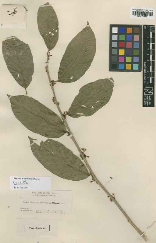 Lycianthes indet. - BM001014584