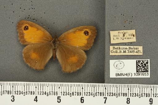Pyronia tithonus britanniae (Verity, 1914) - BMNHE_1091653_2084