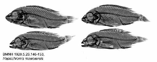 Haplochromis moeruensis Boulenger, 1899 - BMNH 1920.5.26.148-153, Haplochromis moeruensis, Radiograph