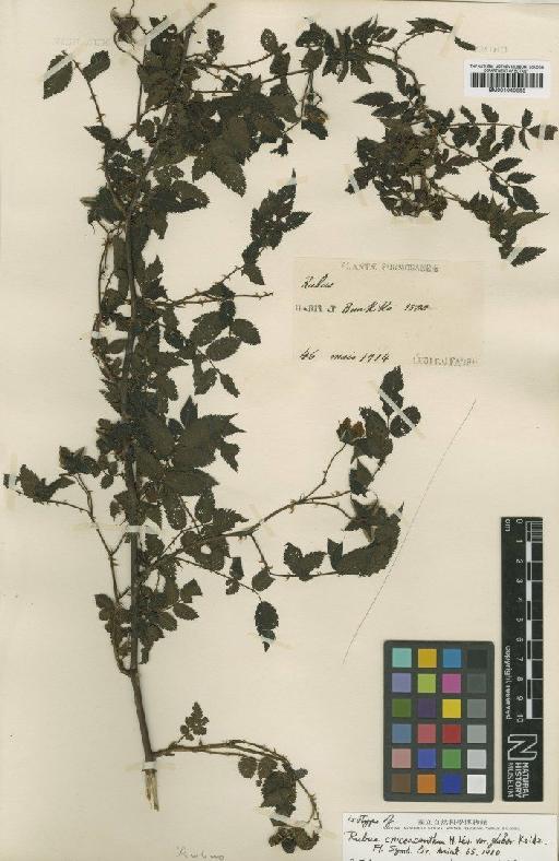 Rubus croceacanthus H.Lév. - BM001040383