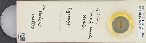 Agromyza nigrociliata Hendel, 1931 - BMNHE_1504168_59289
