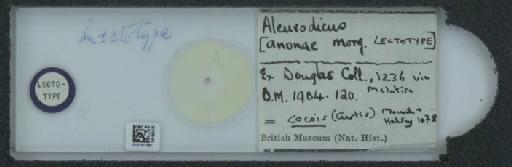Aleurodicus anonae Morgan, 1892 - 010161067_117669_1091523
