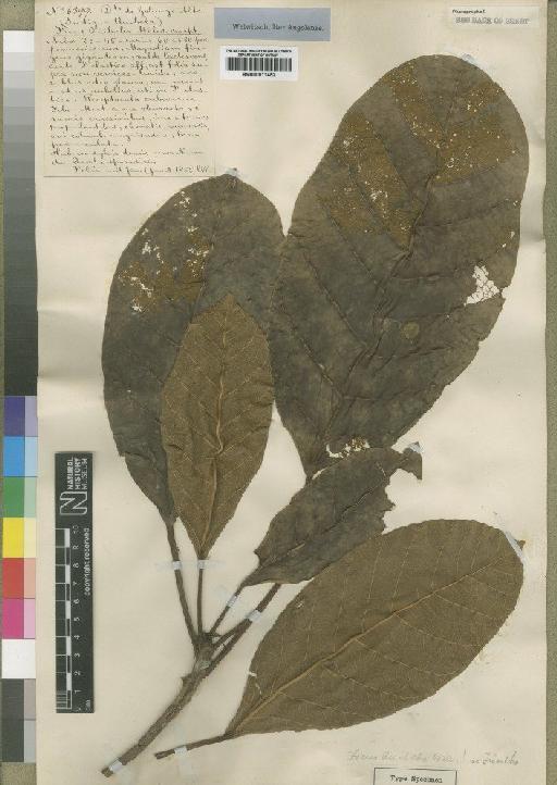 Ficus quibeba - BM000911452