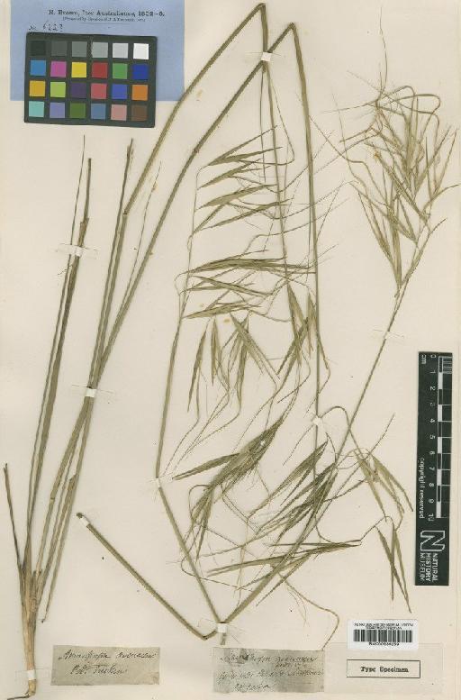 Anisopogon avenaceus R.Br. - BM000939259