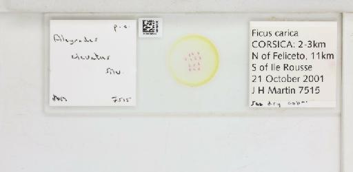 Aleyrodes elevatus Silvestri, F, 1934 - 013479544_117701_1091832_157746_NonType