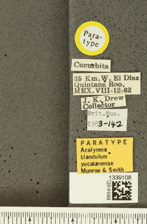 Acalymma blandulum yucatanense Munroe & Smith, R.F., 1980 - BMNHE_1339108_label_20771