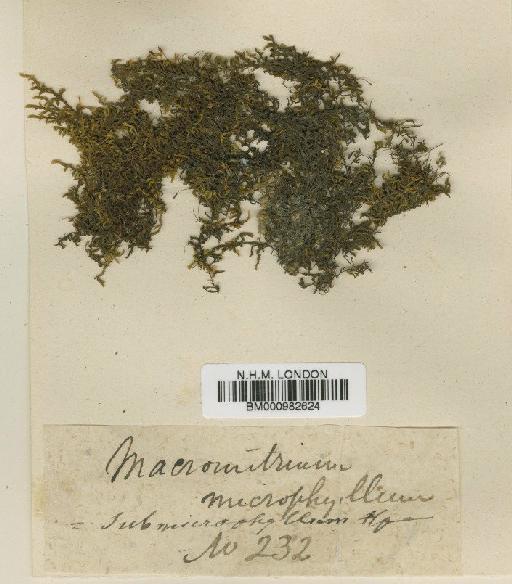 Macromitrium microphyllum (Hook. & Grev.) Hook.f. & Wilson - BM000982624