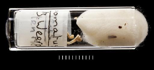Mercierella enigmatica Fauvel, 1922 - Polychaete type specimen; Serpullidae; 1928.4.26.16-17 vial 2
