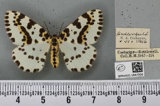 Abraxas grossulariata ab. axantha Raynor, 1903 - BMNHE_1847506_415572