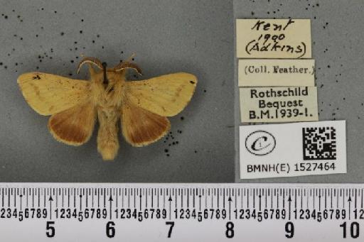 Malacosoma castrensis ab. pallida Tutt, 1900 - BMNHE_1527464_199097