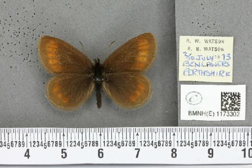 Erebia epiphron mnemon f. scotica Cooke, 1943 - BMNHE_1173302_29257