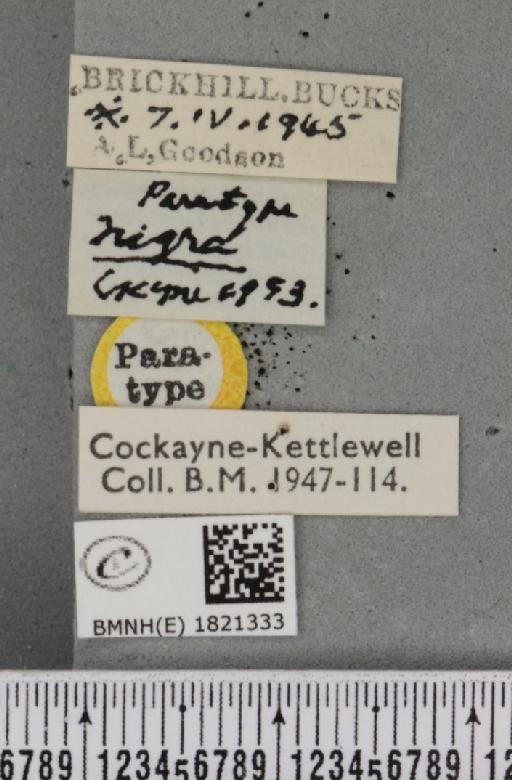 Eupithecia abbreviata ab. nigra Cockayne, 1953 - BMNHE_1821333_label_384028