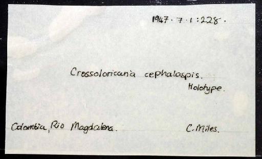 Sturisoma aureum (Steindachner, 1900) - 1947.7.1.228; Crossoloricaria cephalaspis; image of jar label; ACSI project image