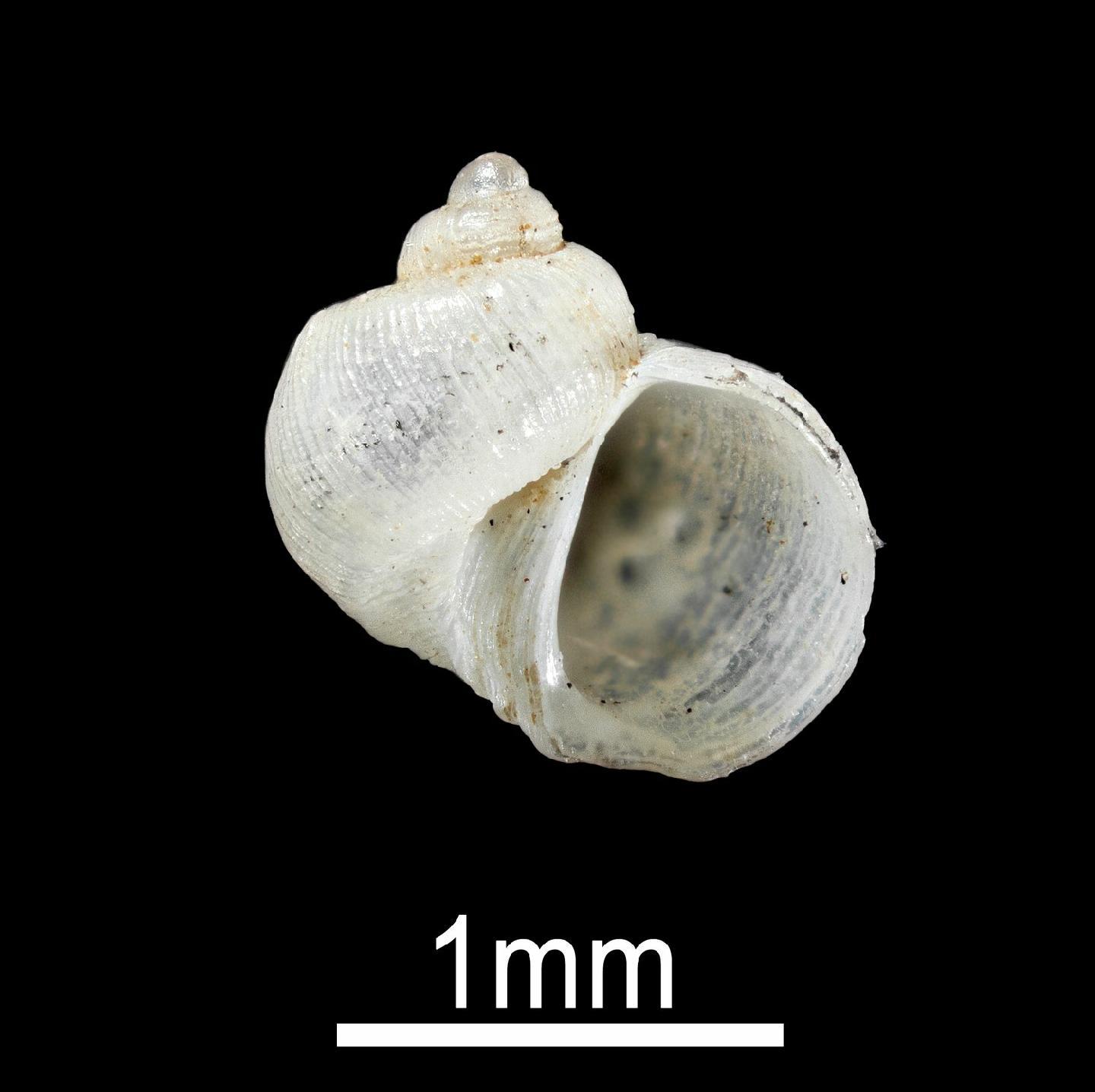 To NHMUK collection (Lacuna pumilio E. A. Smith, 1890; HOLOTYPE; NHMUK:ecatalogue:5749556)