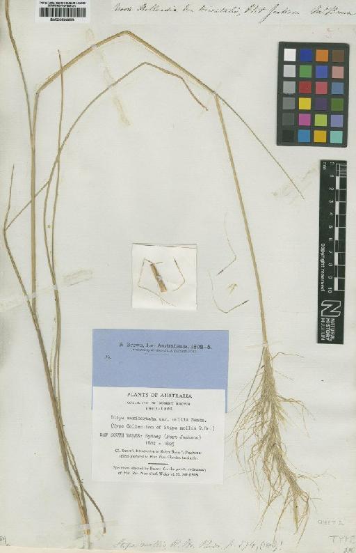 Stipa mollis R.Br. - BM000895868