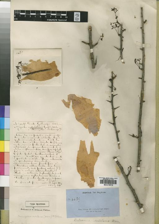 Commiphora mulelame (Hiern) Schum - BM000798764