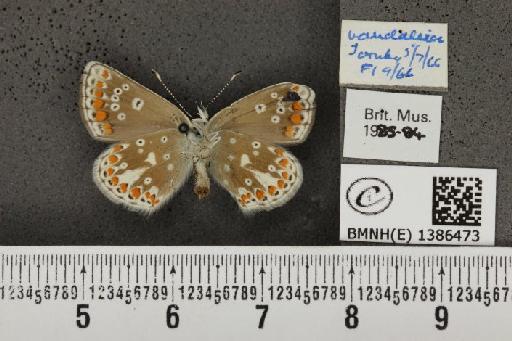 Aricia agestis x artaxerxes - BMNHE_1386473_184966