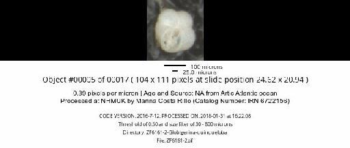 Turborotalita quinqueloba (Natland, 1938) - ZF6161-2-Globigerina-quinqueloba_obj00005_plane000.jpg