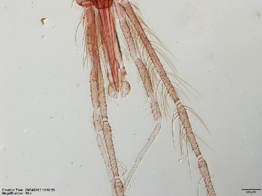 Lutzomyia (Psathyromyia) dasymera Fairchild & Hertig, 1961 - Lutzomyia_dasymera-BMNH(E)1251322_PT-male_palpi-10x.tif