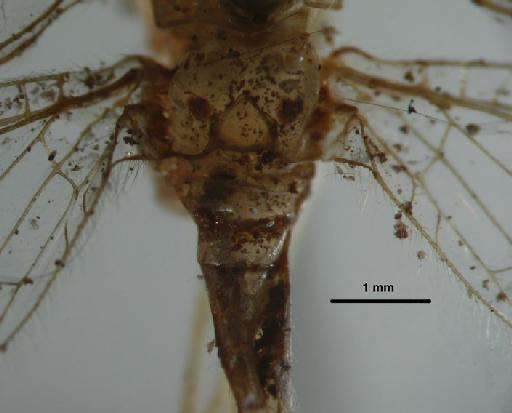 Leucochrysa dolichocera Navás - Allochrysa dolichocera BMNHE 1241761 metathorax