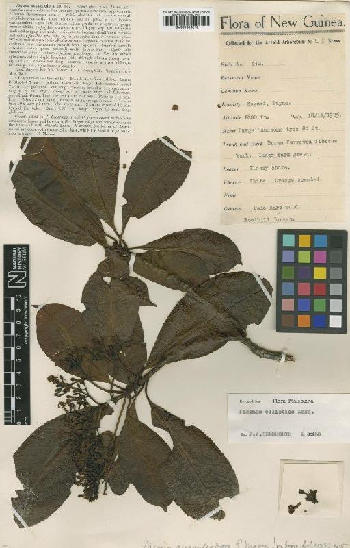 Fagraea elliptica Roxb. - BM001014315