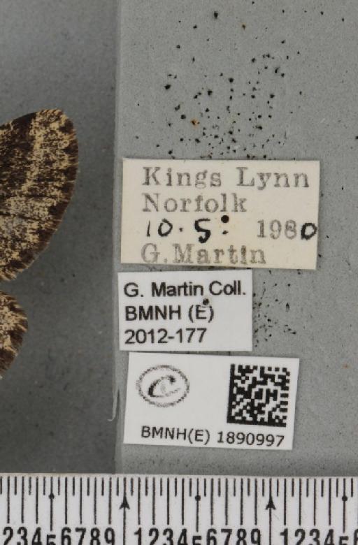 Lycia hirtaria (Clerck, 1759) - BMNHE_1890997_label_458509