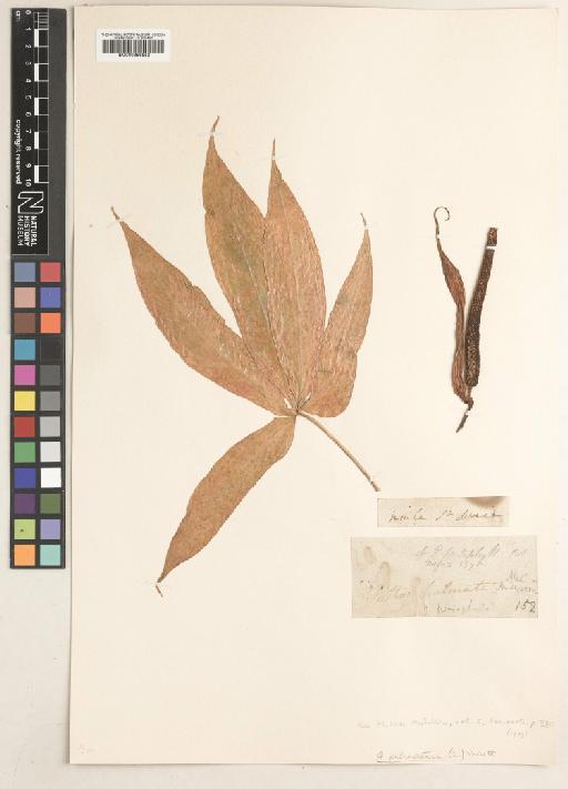 Anthurium palmatum (L.) G.Don - 000956852
