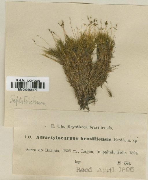 Atractylocarpus brasiliensis (Müll.Hal.) R.S.Williams - BM000866678