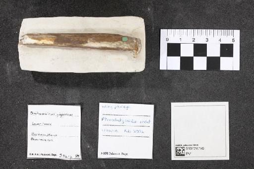 Ornithocheirus giganteus (Bowerb., 1846) - 010024796_L010092635