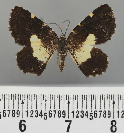 Heterusia restricta Warren, 1907 - Heterusia restricta Warren male syntype 1378810