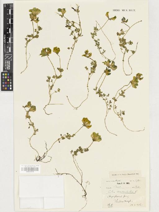 Lotus corniculatus L. - BM001129902