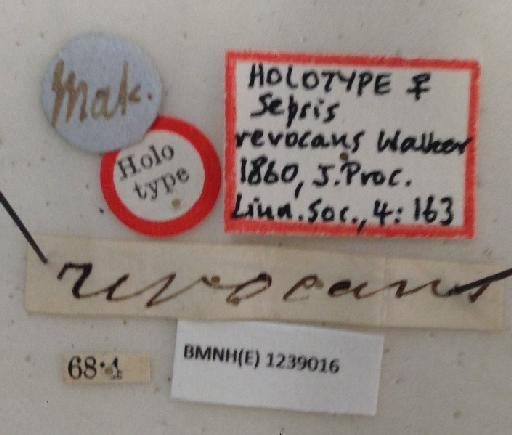 Sepsis revocans Walker & Walker, 1860 - Sepsis_revocans-BMNHE1239016-holotype_female-labels