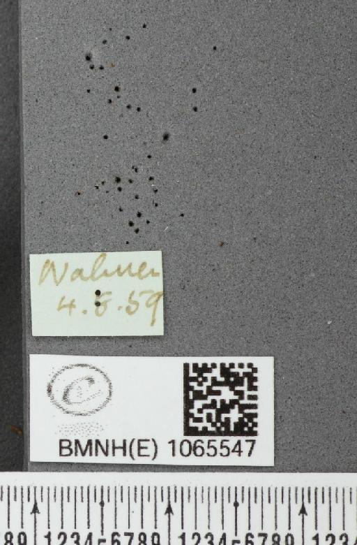 Coenonympha pamphilus ab. antirufa Leeds, 1950 - BMNHE_1065547_label_26870