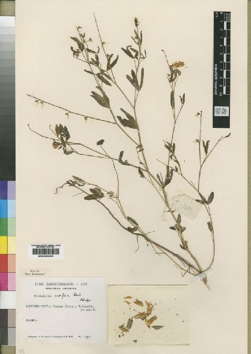 Crotalaria nudiflora Polhill - BM000843434