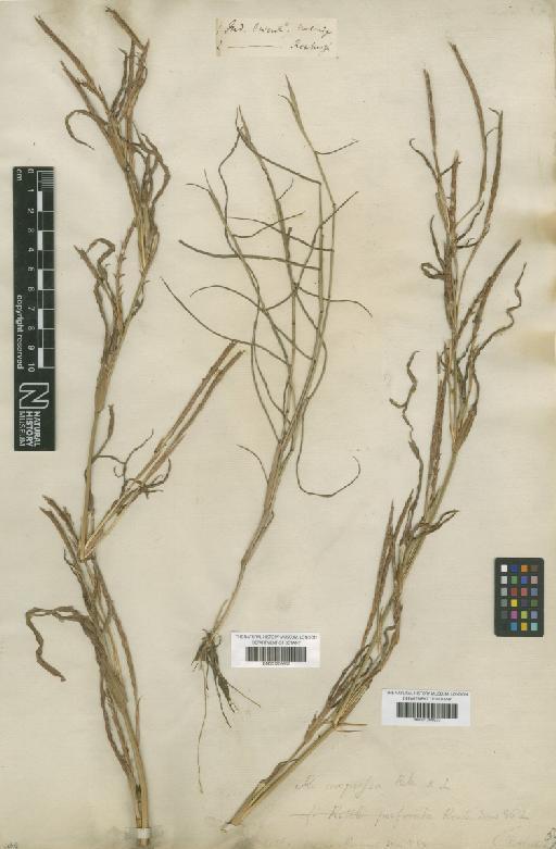 Hemarthria compressa (L.f.) R.Br. - BM001209932
