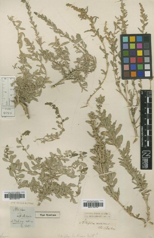 Atriplex canescens (Pursh) Nutt. - BM001024737 (2)