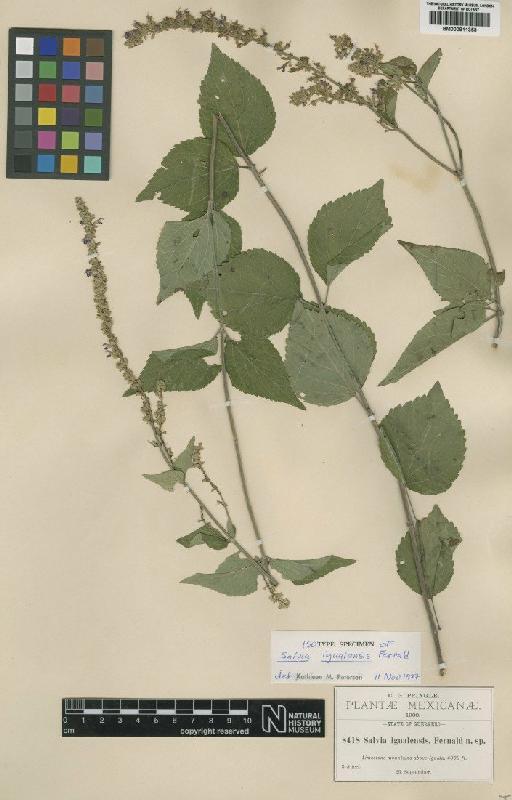 Salvia igualensis Fernald - BM000811353