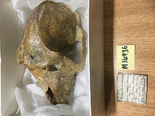 Theropithecus (Simopithecus) oswaldi (extinct) Andrews 1916 - NHM-UK-PV-M-14936