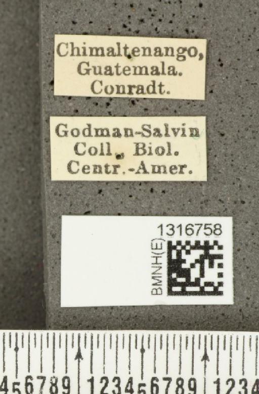 Calligrapha (Polyspila) multiguttata Stål, 1859 - BMNHE_1316758_label_15916