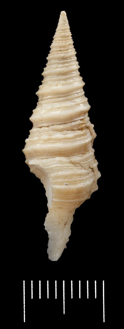 Pleurotoma jubata Reeve, 1843 - 1854.4.10.37_lateral