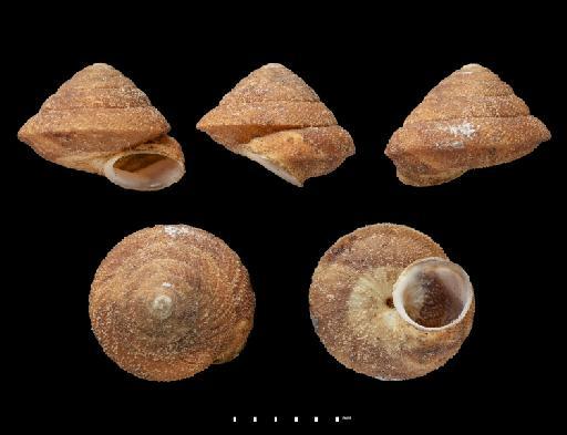 Helix oxytropis Lowe, 1831 - 1948.7.8.12, PARALECTOTYPE, Helix oxytropis Lowe, 1831,