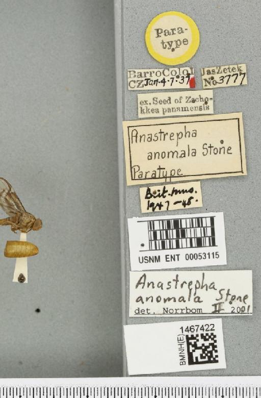 Anastrepha anomala Stone, 1942 - BMNHE_1467422_label_40317