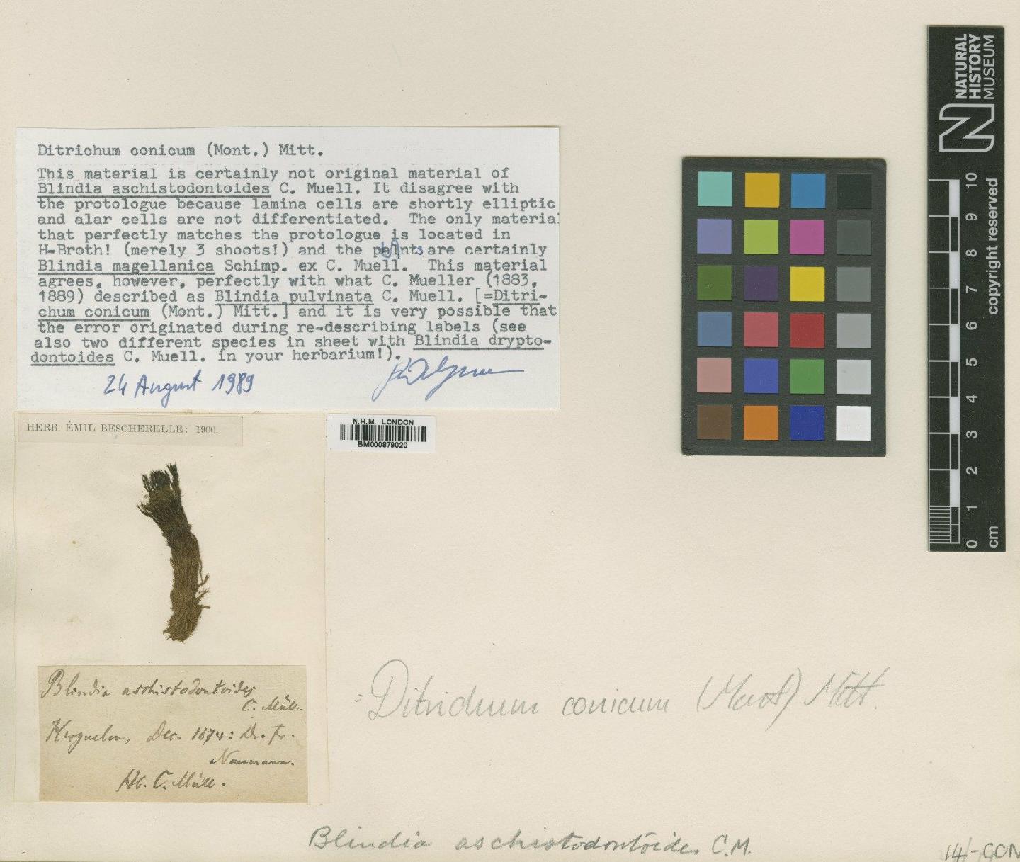 To NHMUK collection (Ditrichum conicum (Mont.) Mitt.; TYPE; NHMUK:ecatalogue:4530538)