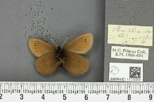 Erebia epiphron mnemon (Haworth, 1812) - BMNHE_1173030_28778